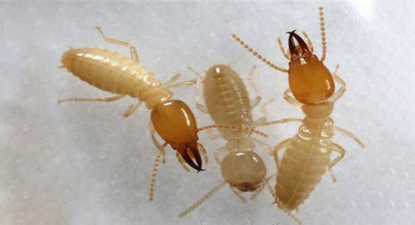 滅白蟻的最有效方法